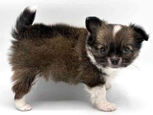 奈良県のチワワ(ロング) (ひごペットフレンドリー田原本店/2026年2月6日生まれ/男の子/フォーンホワイト)の子犬の2枚目の画像