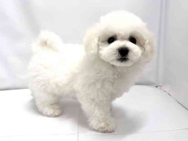 広島県のビションフリーゼ (ひごペットフレンドリーゆめタウン廿日市店/2026年2月8日生まれ/女の子/ホワイト)の子犬の2枚目の画像