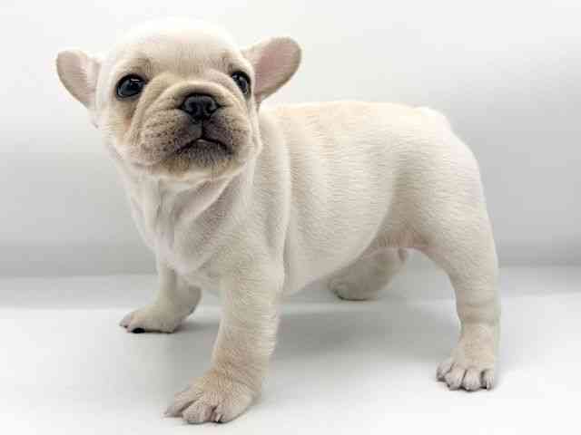 大阪府のフレンチブルドッグ (ひごペットフレンドリーららぽーとEXPOCITY店/2026年2月6日生まれ/女の子/クリーム)の子犬の2枚目の画像