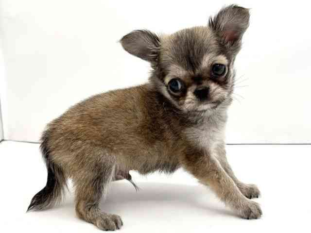 兵庫県のチワワ(ロング) (ひごペットフレンドリークラウンパーク伊丹店/2026年2月3日生まれ/男の子/レッドホワイト)の子犬の2枚目の画像