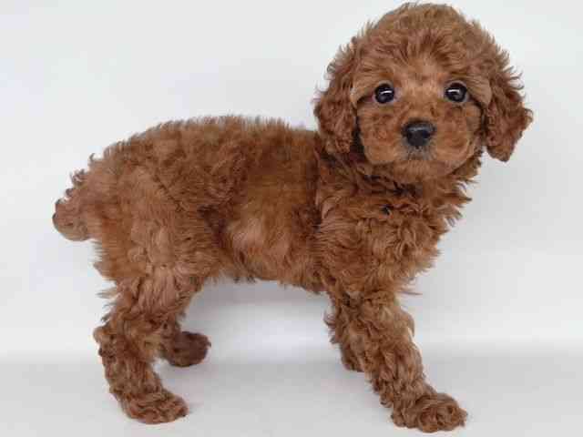 大阪府のトイプードル(トイ) (ひごペットフレンドリー瓜破店/2026年2月9日生まれ/女の子/レッド)の子犬の2枚目の画像