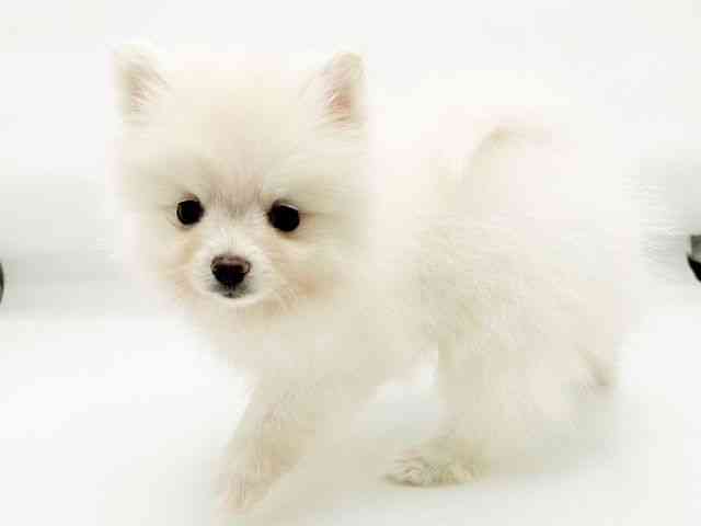 兵庫県のポメラニアン (ひごペットフレンドリーコロワ甲子園店/2026年2月3日生まれ/女の子/ホワイト)の子犬の2枚目の画像