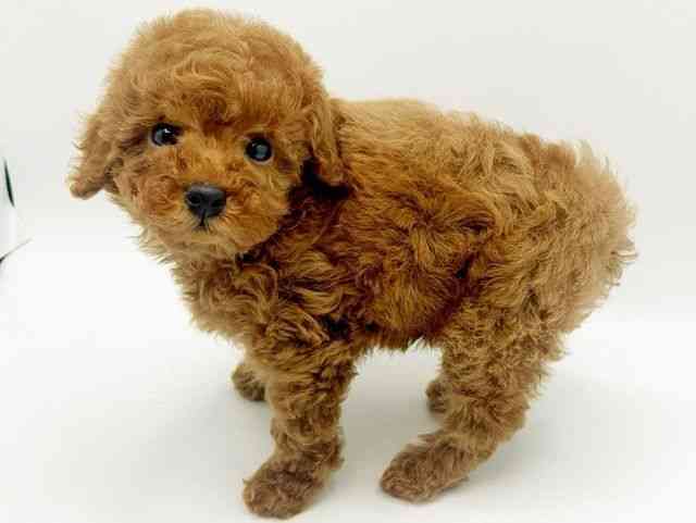 大阪府のトイプードル(トイ) (ひごペットフレンドリーみのおキューズモール店/2026年2月10日生まれ/女の子/レッド)の子犬の2枚目の画像