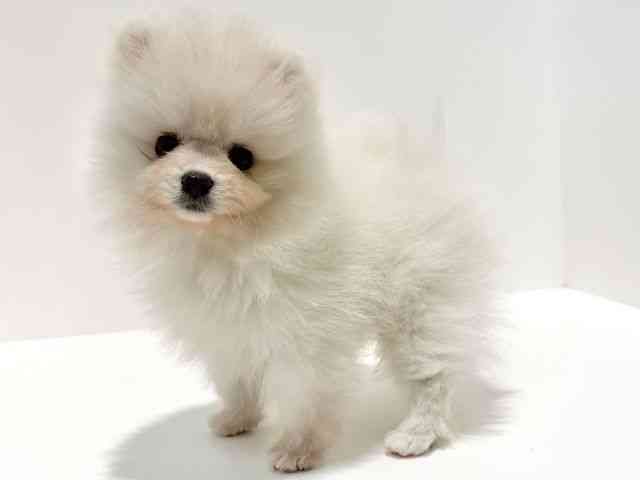 大阪府のポメラニアン (ひごペットフレンドリーイオン高槻店/2026年2月3日生まれ/女の子/ホワイト)の子犬の2枚目の画像