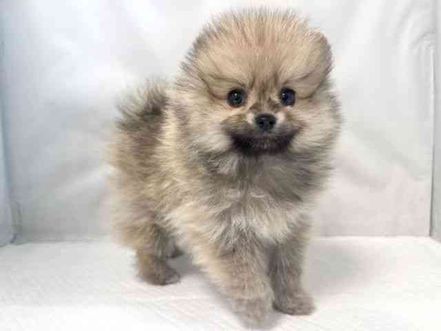 大阪府のポメラニアン (ひごペットフレンドリー堺プラットプラット店/2026年2月4日生まれ/男の子/クリームセーブル)の子犬の2枚目の画像