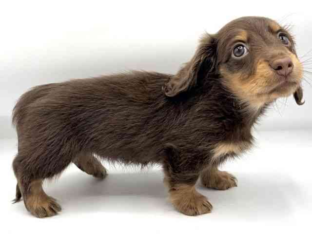 大阪府のミニチュアダックスフンド(ロング) (ひごペットフレンドリーららぽーとEXPOCITY店/2026年2月8日生まれ/女の子/チョコレートタン)の子犬の2枚目の画像