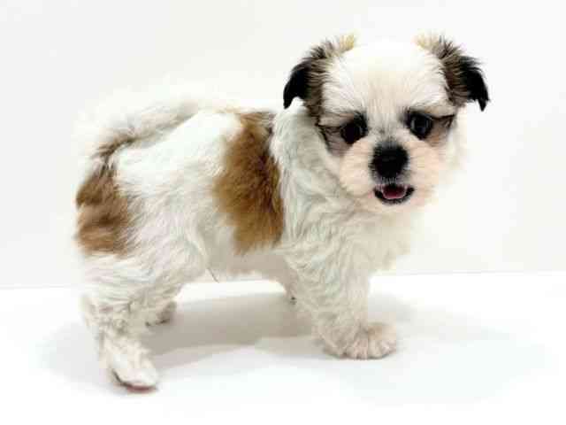 広島県のチワズー/チワシーズ(チワワ×シーズー) (ひごペットフレンドリーフジグラン神辺店/2026年2月9日生まれ/男の子/ホワイトレッド)の子犬の2枚目の画像