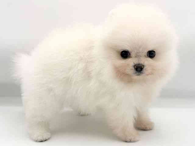 大阪府のポメラニアン (ひごペットフレンドリーららぽーとEXPOCITY店/2026年2月7日生まれ/女の子/ホワイト)の子犬の2枚目の画像