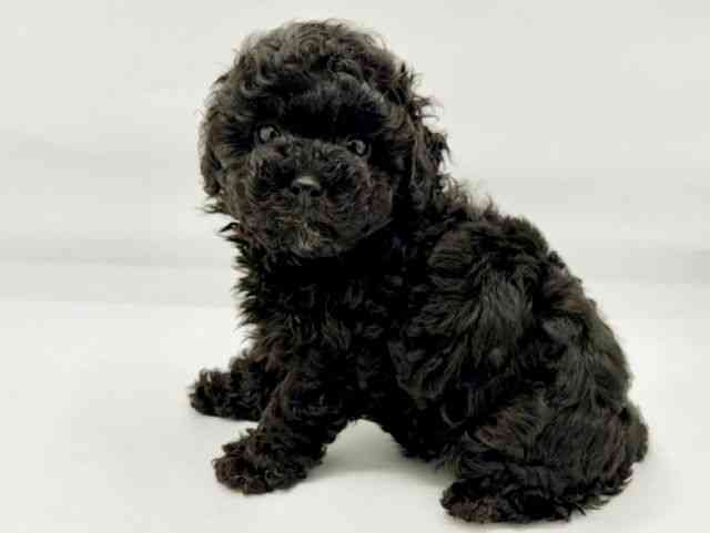 兵庫県のトイプードル(トイ) (ひごペットフレンドリーコロワ甲子園店/2026年2月9日生まれ/女の子/ブラック)の子犬の2枚目の画像