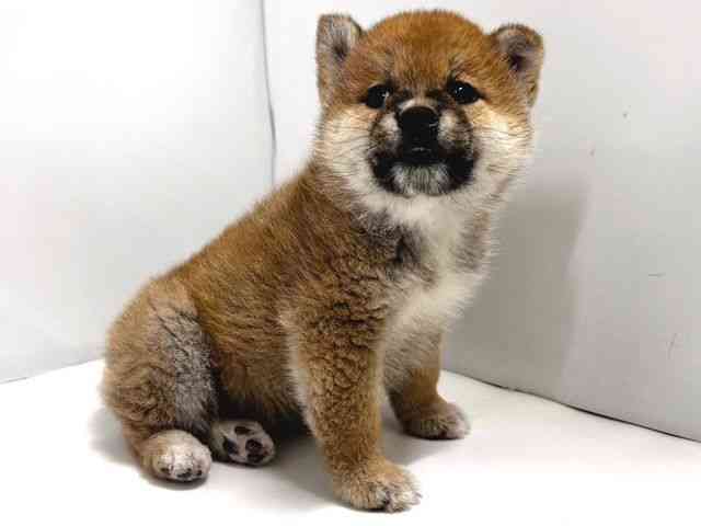 奈良県の柴犬(標準サイズ) (ひごペットフレンドリー奈良パワーシティ店/2026年2月8日生まれ/男の子/赤)の子犬の2枚目の画像