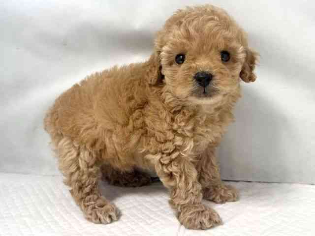 大阪府のトイプードル(トイ) (ひごペットフレンドリー堺プラットプラット店/2026年2月8日生まれ/女の子/アプリコット)の子犬の2枚目の画像