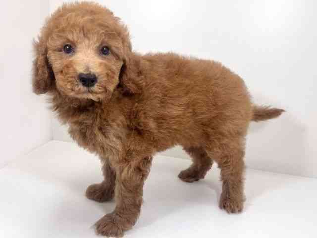 京都府のスタンダードプードル (ひごペットフレンドリーイズミヤショッピングセンター八幡店/2026年2月10日生まれ/男の子/レッド)の子犬の2枚目の画像