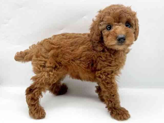 奈良県のトイプードル(トイ) (ひごペットフレンドリートナリエ大和高田店/2026年2月10日生まれ/女の子/レッドフォーン)の子犬の2枚目の画像