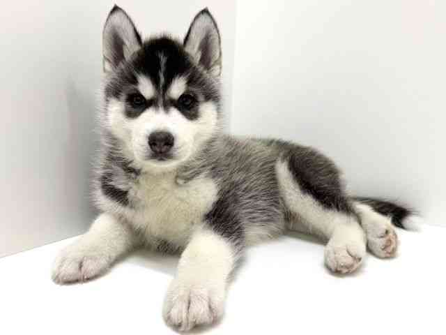 大阪府のシベリアンハスキー (ひごペットフレンドリーくずはモール店/2026年2月11日生まれ/男の子/ブラックホワイト)の子犬の2枚目の画像