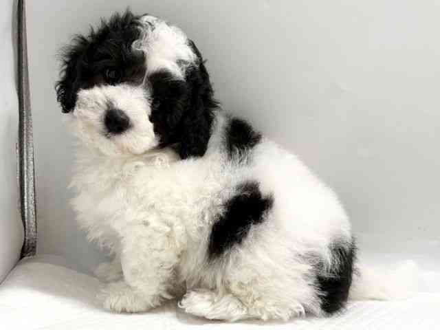 京都府のトイプードル(トイ) (ひごペットフレンドリー京都店/2026年2月8日生まれ/男の子/ホワイトブラック)の子犬の2枚目の画像