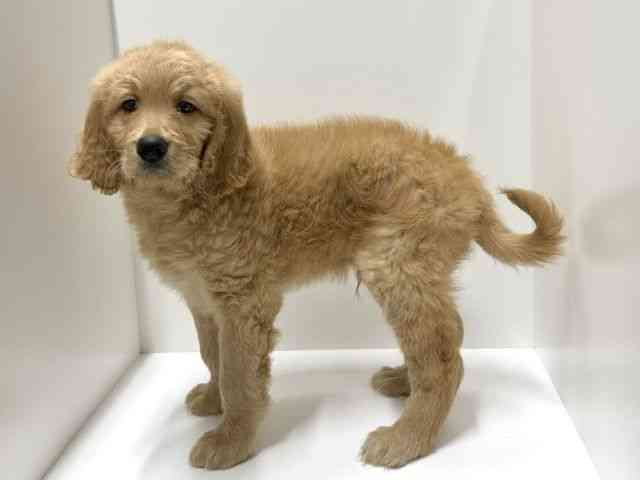 奈良県のゴールデンドゥードゥル(ゴールデン×プードル) (ひごペットフレンドリー田原本店/2026年2月9日生まれ/男の子/アプリコット)の子犬の2枚目の画像