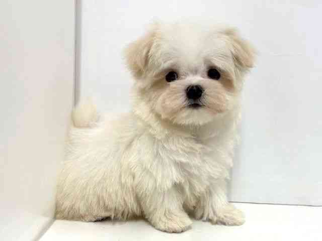 大阪府のマルチーズ (ひごペットフレンドリーベルファⅡ都島店/2026年2月11日生まれ/男の子/ホワイト)の子犬の2枚目の画像