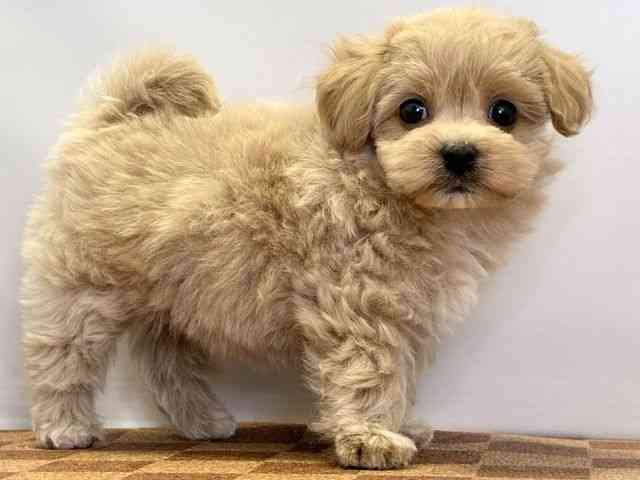 愛媛県のマルプー(マルチーズ×プードル) (ひごペットフレンドリーエミフルMASAKI店/2026年2月14日生まれ/男の子/アプリコット)の子犬の2枚目の画像