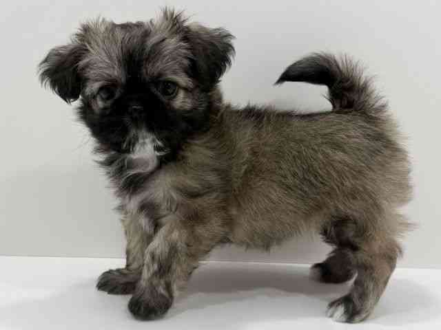 広島県のチワズー/チワシーズ(チワワ×シーズー) (ひごペットフレンドリーフジグラン神辺店/2026年2月13日生まれ/女の子/フォーン)の子犬の2枚目の画像