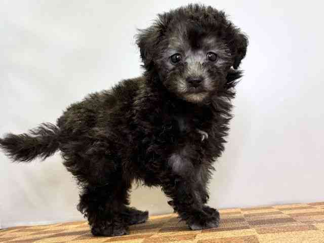 愛媛県のトイプードル(トイ) (ひごペットフレンドリーエミフルMASAKI店/2026年2月15日生まれ/女の子/シルバー)の子犬の2枚目の画像