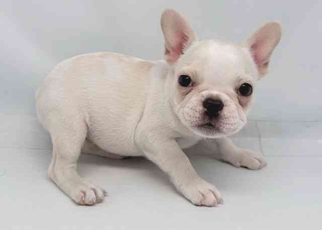 鳥取県のフレンチブルドッグ (ひごペットフレンドリーイオンモール鳥取北店/2026年2月13日生まれ/女の子/クリーム)の子犬の2枚目の画像