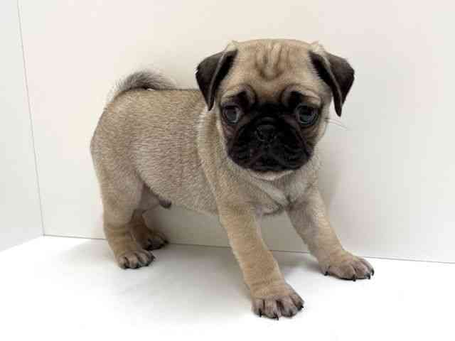 兵庫県のパグ (ひごペットフレンドリーブルメールHAT神戸店/2026年2月14日生まれ/男の子/フォーン)の子犬の2枚目の画像