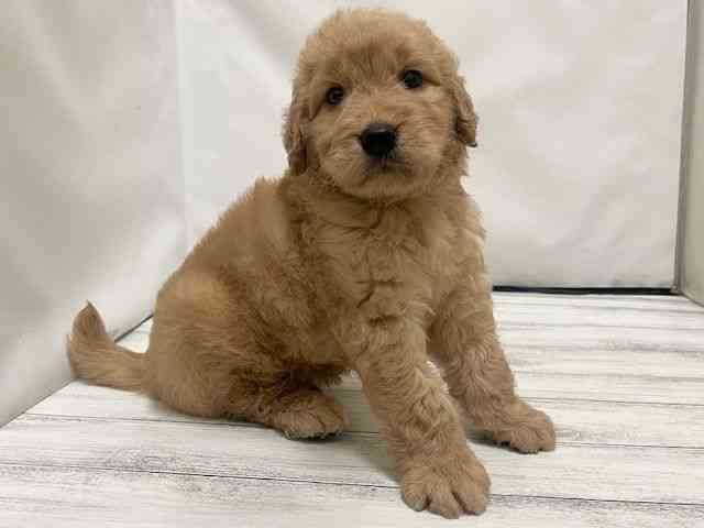 和歌山県のゴールデンドゥードゥル(ゴールデン×プードル) (ひごペットフレンドリーパームシティ和歌山店/2026年2月15日生まれ/男の子/ゴールデン)の子犬の2枚目の画像