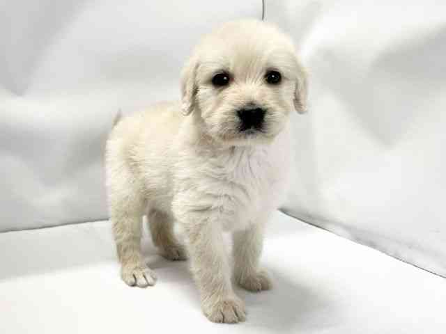 愛媛県のゴールデンドゥードゥル(ゴールデン×プードル) (ひごペットフレンドリーイオンモール今治新都市店/2026年2月15日生まれ/男の子/ゴールデン)の子犬の2枚目の画像