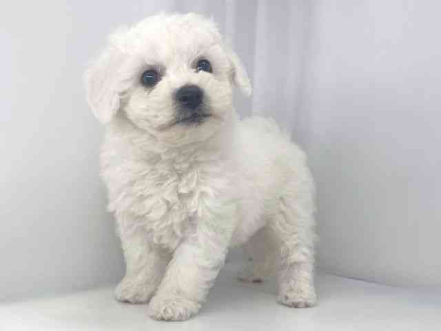 兵庫県のビションフリーゼ (ひごペットフレンドリーイオンタウン加古川店/2026年2月15日生まれ/男の子/ホワイト)の子犬の2枚目の画像