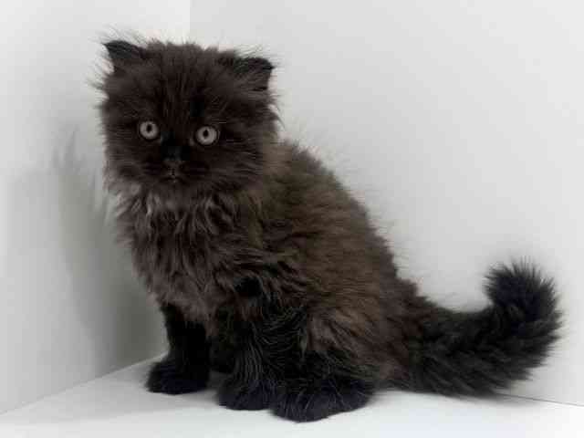 広島県のスコティッシュフォールド (ひごペットフレンドリーフジグラン神辺店/2026年2月14日生まれ/男の子/ブラック)の子猫の2枚目の画像