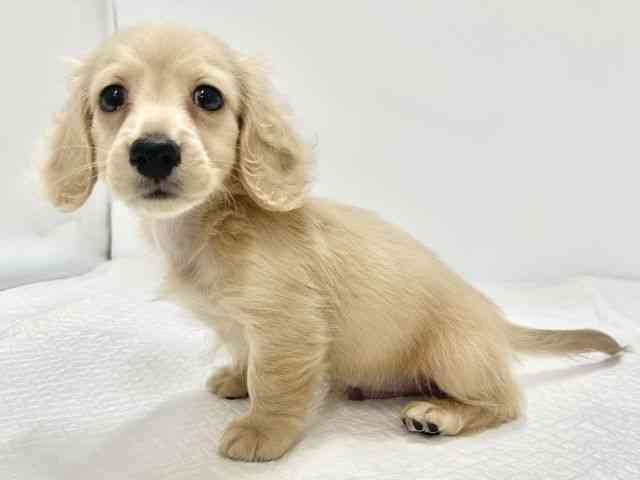 高知県のカニンヘンダックスフンド(ロング) (ひごペットフレンドリーイオンモール高知店/2026年2月15日生まれ/男の子/イエロー)の子犬の2枚目の画像