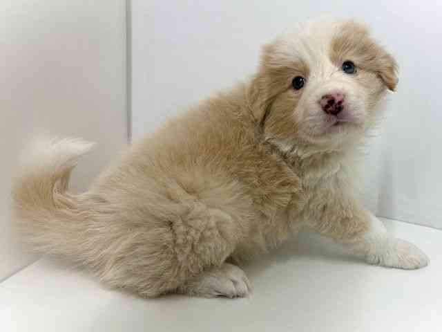 大阪府のボーダーコリー (ひごペットフレンドリーベルファⅡ都島店/2026年2月12日生まれ/男の子/レッドホワイト)の子犬の2枚目の画像