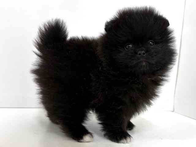 大阪府のポメラニアン (ひごペットフレンドリーベルファⅡ都島店/2026年2月14日生まれ/男の子/ブラックホワイト)の子犬の2枚目の画像