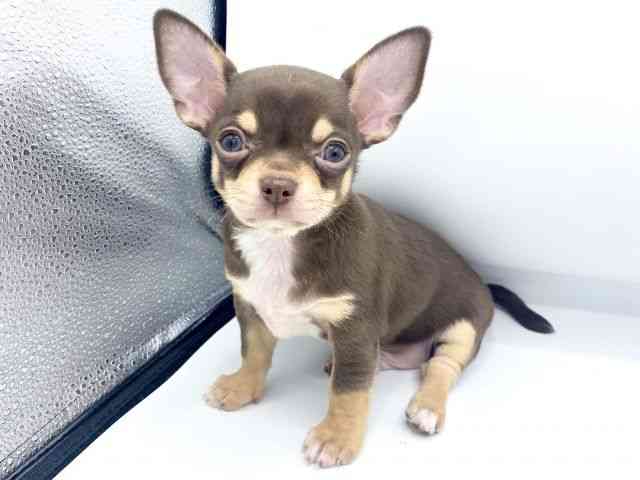 大阪府のチワワ(スムース) (ひごペットフレンドリーららぽーとEXPOCITY店/2026年2月14日生まれ/男の子/チョコレートタン)の子犬の2枚目の画像