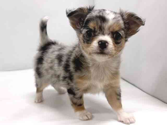 奈良県のチワワ(ロング) (ひごペットフレンドリー奈良パワーシティ店/2026年2月13日生まれ/男の子/ブルーマール)の子犬の2枚目の画像