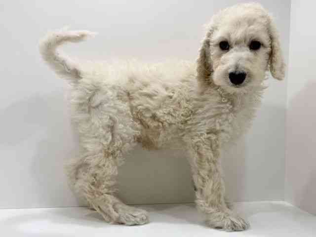 広島県のスタンダードプードル (ひごペットフレンドリーフジグラン神辺店/2026年2月14日生まれ/男の子/ペールフォーン)の子犬の2枚目の画像