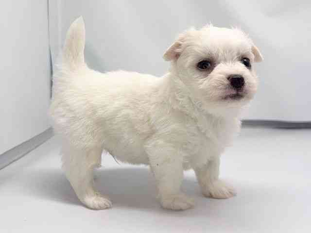 京都府のチワマル/マルチワ(チワワ×マルチーズ) (ひごペットフレンドリー洛北阪急スクエア店/2026年2月14日生まれ/男の子/クリーム)の子犬の2枚目の画像