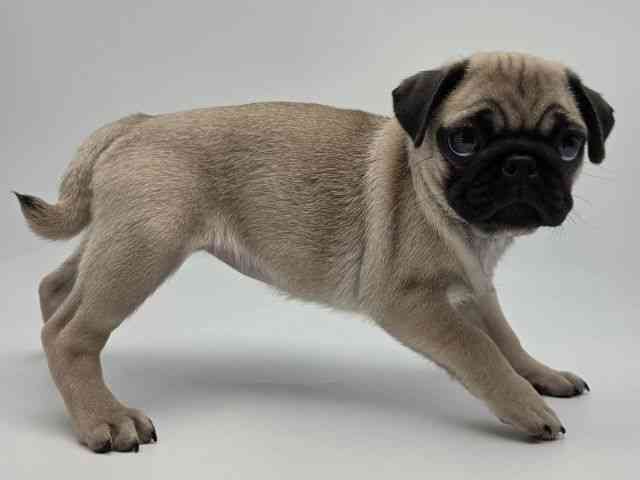 島根県のパグ (ひごペットフレンドリーイオンモール出雲店/2026年2月13日生まれ/女の子/フォーン)の子犬の2枚目の画像