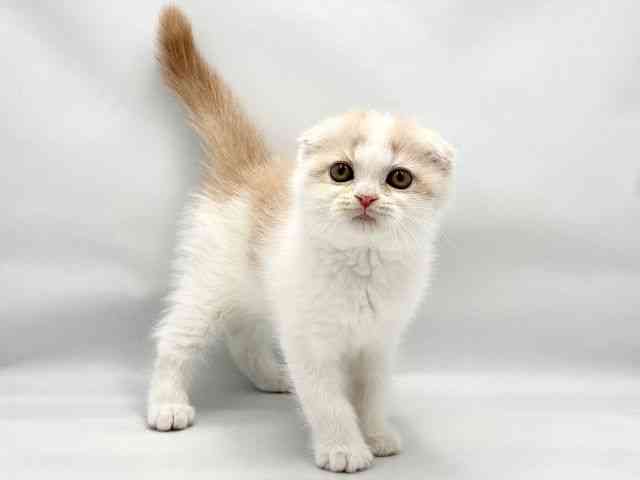 大阪府のスコティッシュフォールド (ひごペットフレンドリー東淀川店/2026年2月14日生まれ/女の子/クリームタビーホワイト)の子猫の2枚目の画像