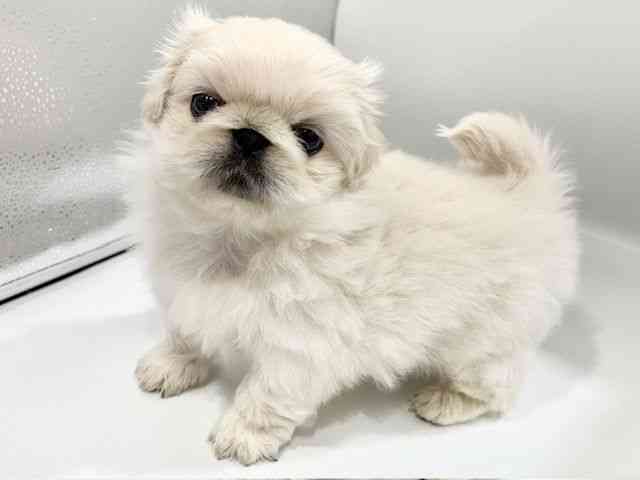大阪府のペキニーズ (ひごペットフレンドリーイオンタウン豊中庄内店/2026年2月14日生まれ/男の子/ホワイト)の子犬の2枚目の画像