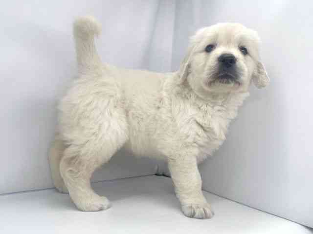 兵庫県のゴールデンレトリバー (ひごペットフレンドリーイオンタウン加古川店/2026年2月14日生まれ/女の子/クリーム)の子犬の2枚目の画像