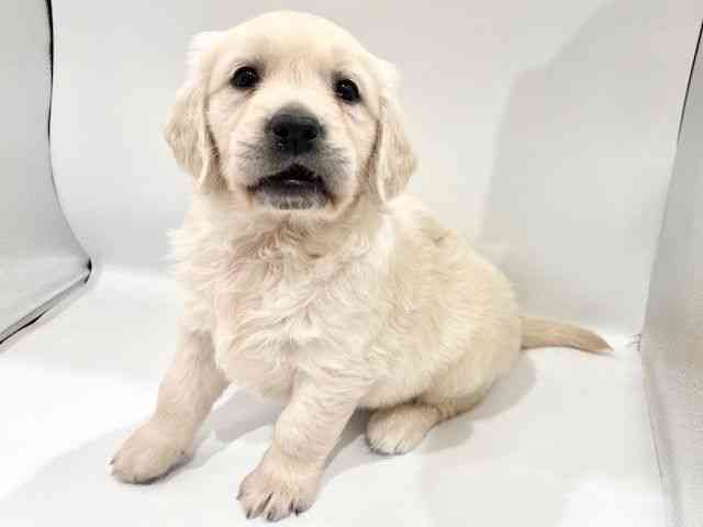 大阪府のゴールデンレトリバー (ひごペットフレンドリーイオンタウン豊中庄内店/2026年2月14日生まれ/女の子/クリーム)の子犬の2枚目の画像