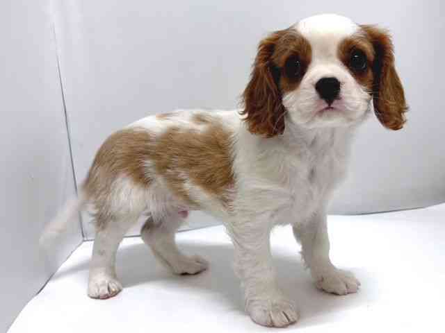奈良県のキャバリアキングチャールズスパニエル (ひごペットフレンドリー奈良パワーシティ店/2026年2月13日生まれ/男の子/ブレンハイム)の子犬の2枚目の画像