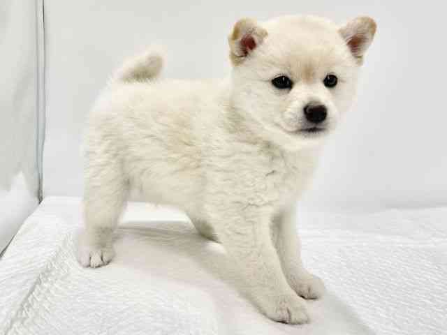 高知県の柴犬(標準サイズ) (ひごペットフレンドリーイオンモール高知店/2026年2月13日生まれ/女の子/白)の子犬の2枚目の画像
