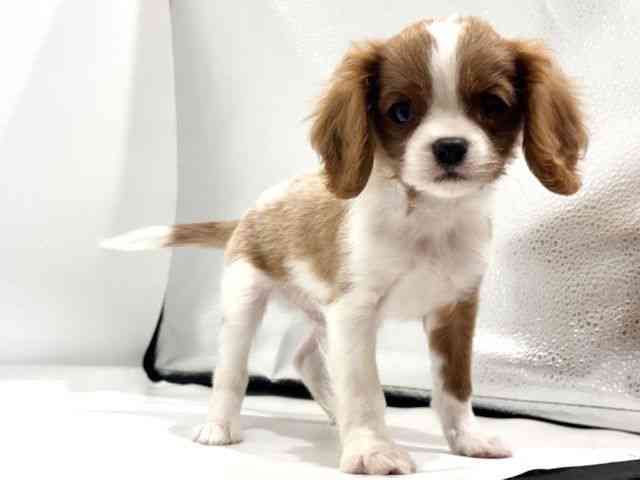 愛知県のキャバリアキングチャールズスパニエル (ひごペットフレンドリーヴィアモール アピタ江南西店/2026年2月14日生まれ/男の子/ブレンハイム)の子犬の2枚目の画像