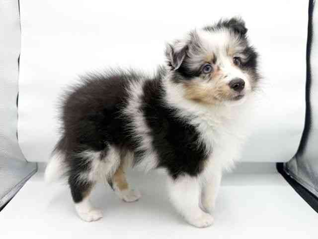 大阪府のシェットランドシープドッグ (ひごペットフレンドリーららぽーとEXPOCITY店/2026年2月13日生まれ/男の子/ブルーマール)の子犬の2枚目の画像