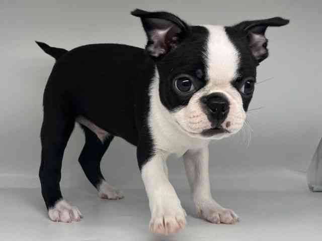 徳島県のボストンテリア (ひごペットフレンドリーゆめタウン徳島店/2026年2月13日生まれ/男の子/ボストンカラー)の子犬の2枚目の画像