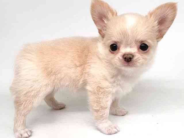 大阪府のチワワ(ロング) (ひごペットフレンドリー瓜破店/2026年2月8日生まれ/女の子/ゴールドホワイト)の子犬の2枚目の画像