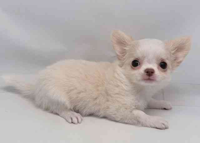 鳥取県のチワワ(ロング) (ひごペットフレンドリーイオンモール鳥取北店/2026年2月8日生まれ/女の子/ゴールドホワイト)の子犬の2枚目の画像