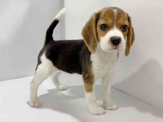大阪府のビーグル (ひごペットフレンドリーイズミヤショッピングセンター千里丘店/2026年2月15日生まれ/女の子/ブラックタンホワイト)の子犬の2枚目の画像